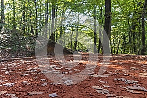 The Belgrade Forest is a naturally occurring wooded area on the European side of Istanbul