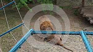 Belgrade, Serbia. May 5, 2021. Lion in the zoo. The lion Panthera leo is a species of carnivorous mammals. Male lion