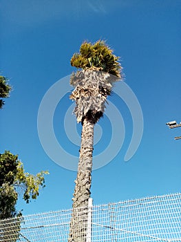 Belhar Palm tree blue sky