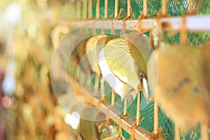 Belief, faith, write name on a gold metal plate similar to a Bodhi leaf to make a wish