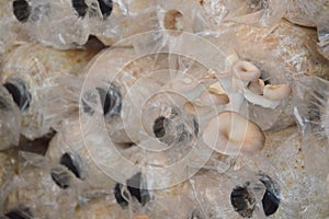 Believed mushrooms in plastic bag