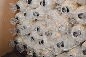 Believed mushrooms in plastic bag