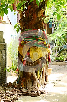 Believing in Spirit of Thailand Banyan tree adorned with ribbons