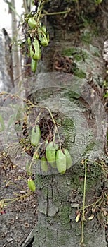 belimbi or cucumber tree