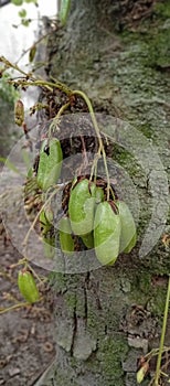 belimbi or cucumber tree