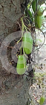 belimbi or cucumber tree
