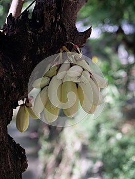 Belimbing wuluh or Green bilimbi fruits
