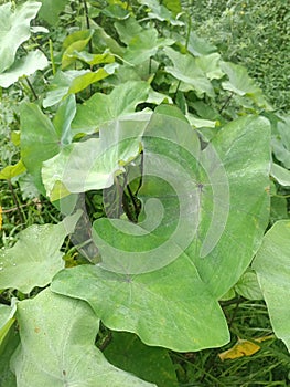 Belitung taro & x28;Xanthosoma sagittifolium& x29; is a plant from the genus Xanthosoma that produces edible starchy tubers photo