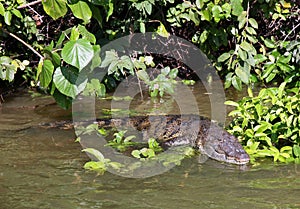 Belize Alligator