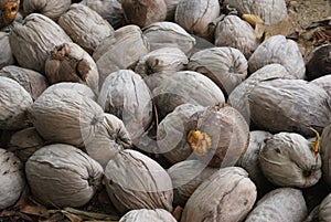 Belize Coconuts photo