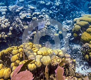 Belize Coral Reef Underwater and fish