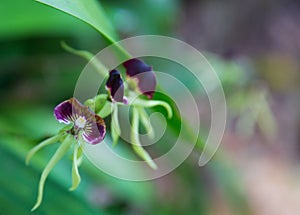 Belize National Flower the Black Orchid