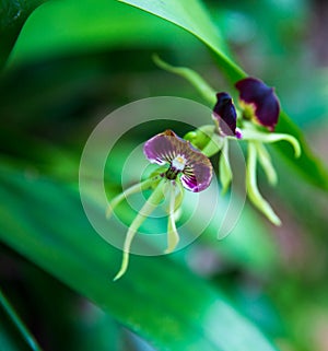 Belize National Flower