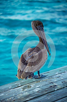 Belize Pelican photo