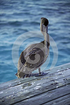 Belize Pelican photo