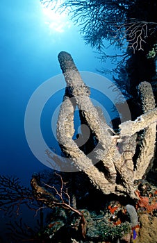 Belize Tube Sponges photo