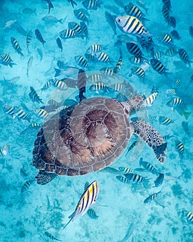 Belizean Sea Turtle