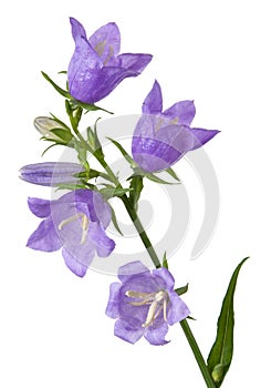 Bell blue flower on stem with green leaves isolated on white background