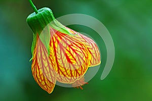 Bell Flower or red veined abutilon