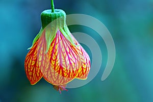 Bell Flower or red veined abutilon