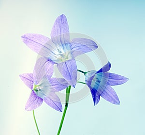 Campana flor sobre el azul 