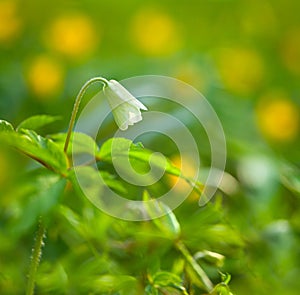 Bell flower. Codonopsis clematidea (Schrenk) Cklarke