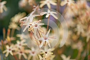 Bell Flower, Ixia paniculata, flowering plants