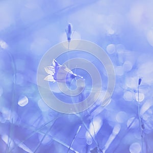 Bell Flower Light Background