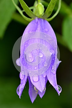 Bell flower with rain drops