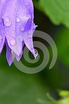 Bell flower with rain drops
