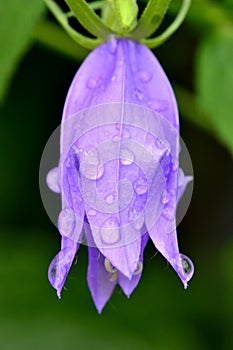 Bell flower with rain drops