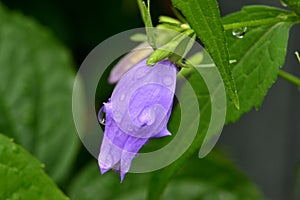 Bell flower with rain drops