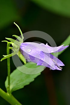 Bell flower with rain drops