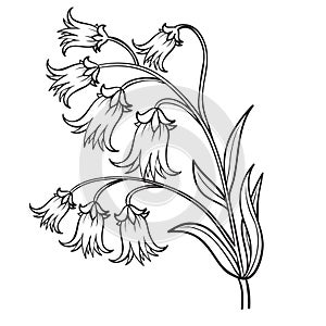 bell, flower, sketch, coloring, isolated object on a white background, vector illustration