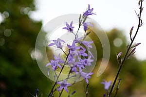 Bell flowers or campanula close-up