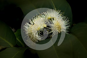 Bell Fruit flower on sunshine with bees