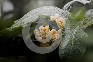 Bell Fruit flower on sunshine with bees