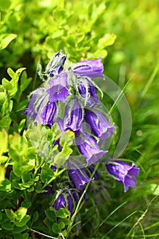 Campanula alpina