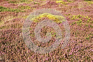 Bell Heather