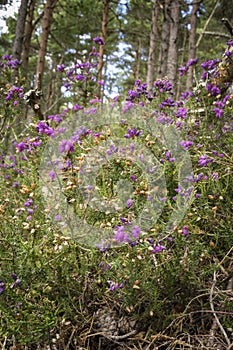 Bell Heather at Abernethy Caledonian Forest in the highlands of Scotland.