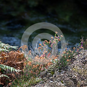 Bell Heather flowering in autumn by the Glaslyn River