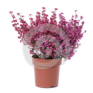 Bell heather plant with pink flowers