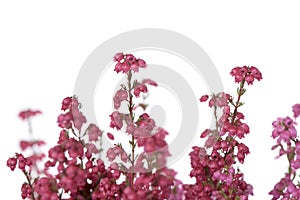 Bell heather plant with pink flowers