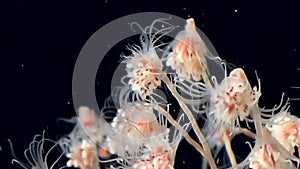 Bell Hydroid jellyfish colonies underwater seabed of White Sea Russia.