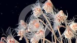 Bell Hydroid jellyfish colonies unfolds underwater seabed of White Sea Russia.
