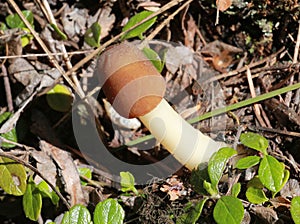Bell Morel Mushroom - Verpa conica photo