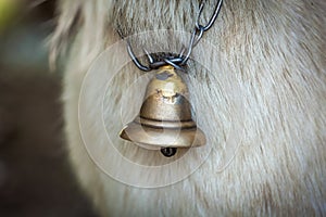 Bell-neck of a goat