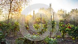 Bell pepper bushes illuminated by sun rays