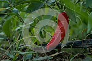 Bell pepper in a farm during sunrise.