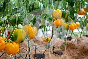 The bell pepper garden is growing to produce good produce.